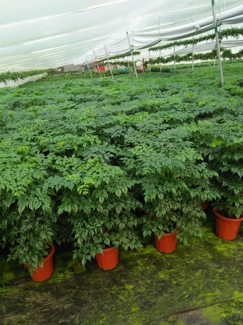 优质单棵，组盆幸福树大量上市