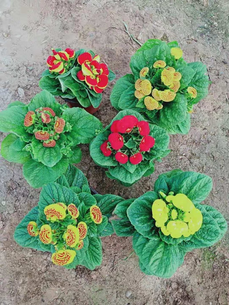 荷包花小盆栽多少钱多种色彩绿植出售
