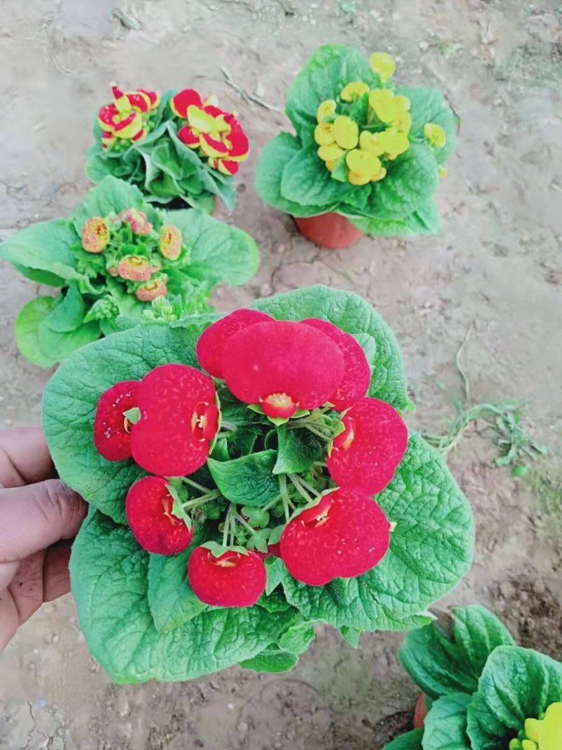荷包花小盆栽多少钱多种色彩绿植出售