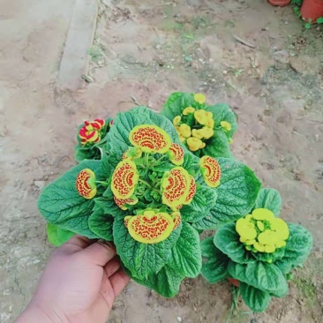 荷包花小盆栽多少钱多种色彩绿植出售