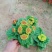 荷包花小盆栽多少钱多种色彩绿植出售