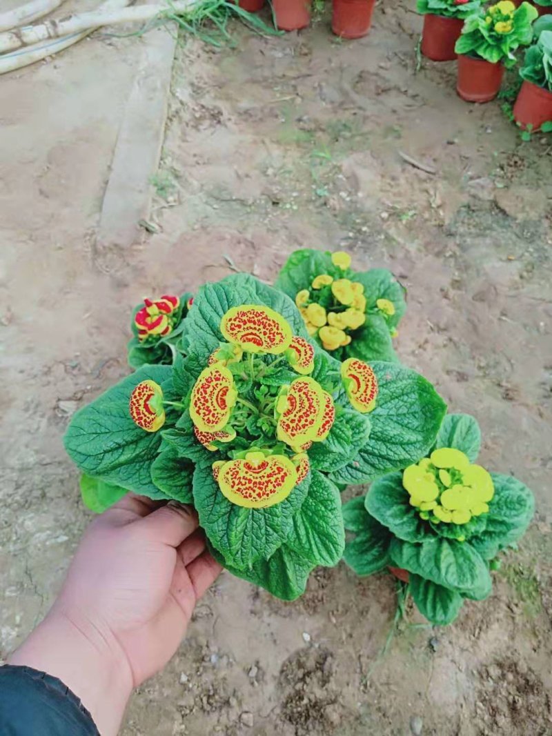 荷包花小盆栽多少钱多种色彩绿植出售