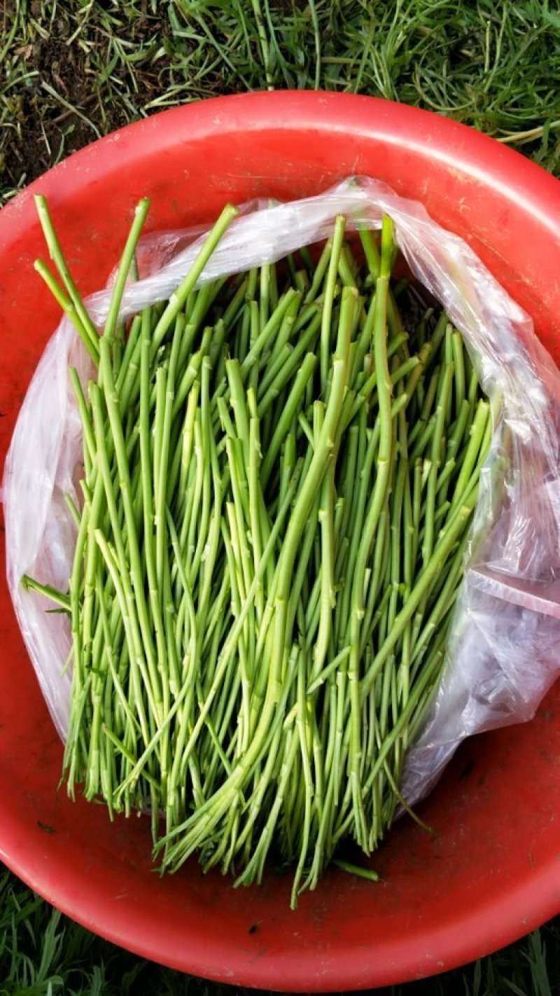 自产自销芦篙大量上市