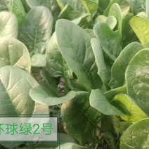 春秋菠菜种：环球绿2号