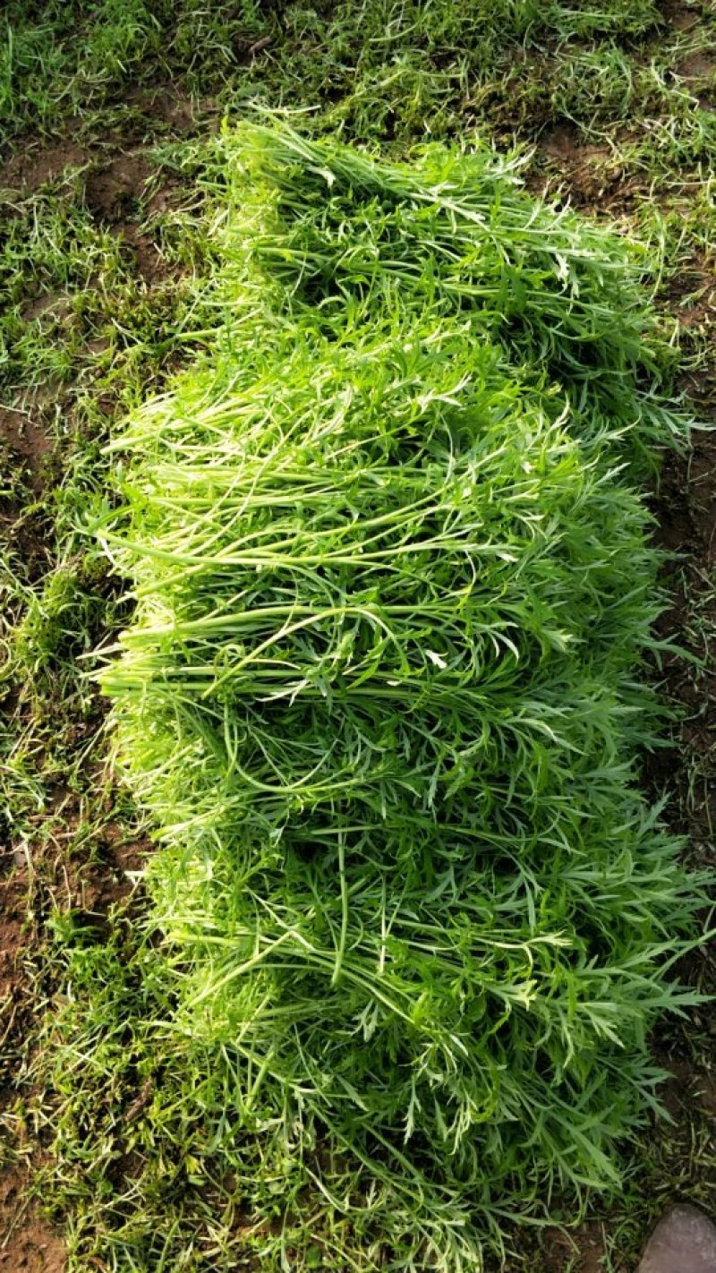 自产自销芦篙大量上市