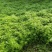 自产自销芦篙大量上市