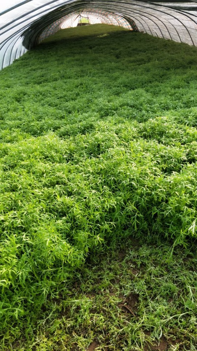 自产自销芦篙大量上市