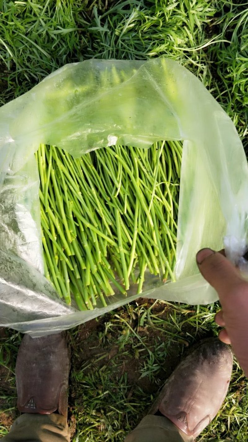 自己种的精品芦篙大量上市