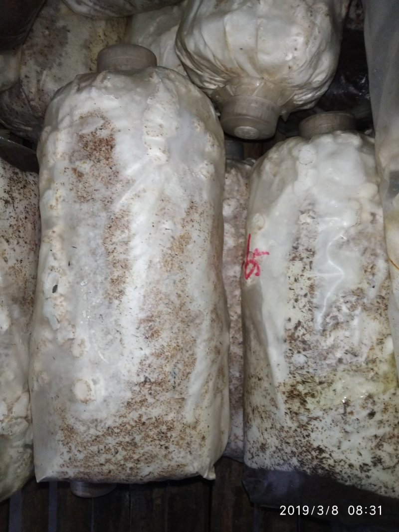 香菇菌种三级椴木香菇菌种菌包厂家直销发货