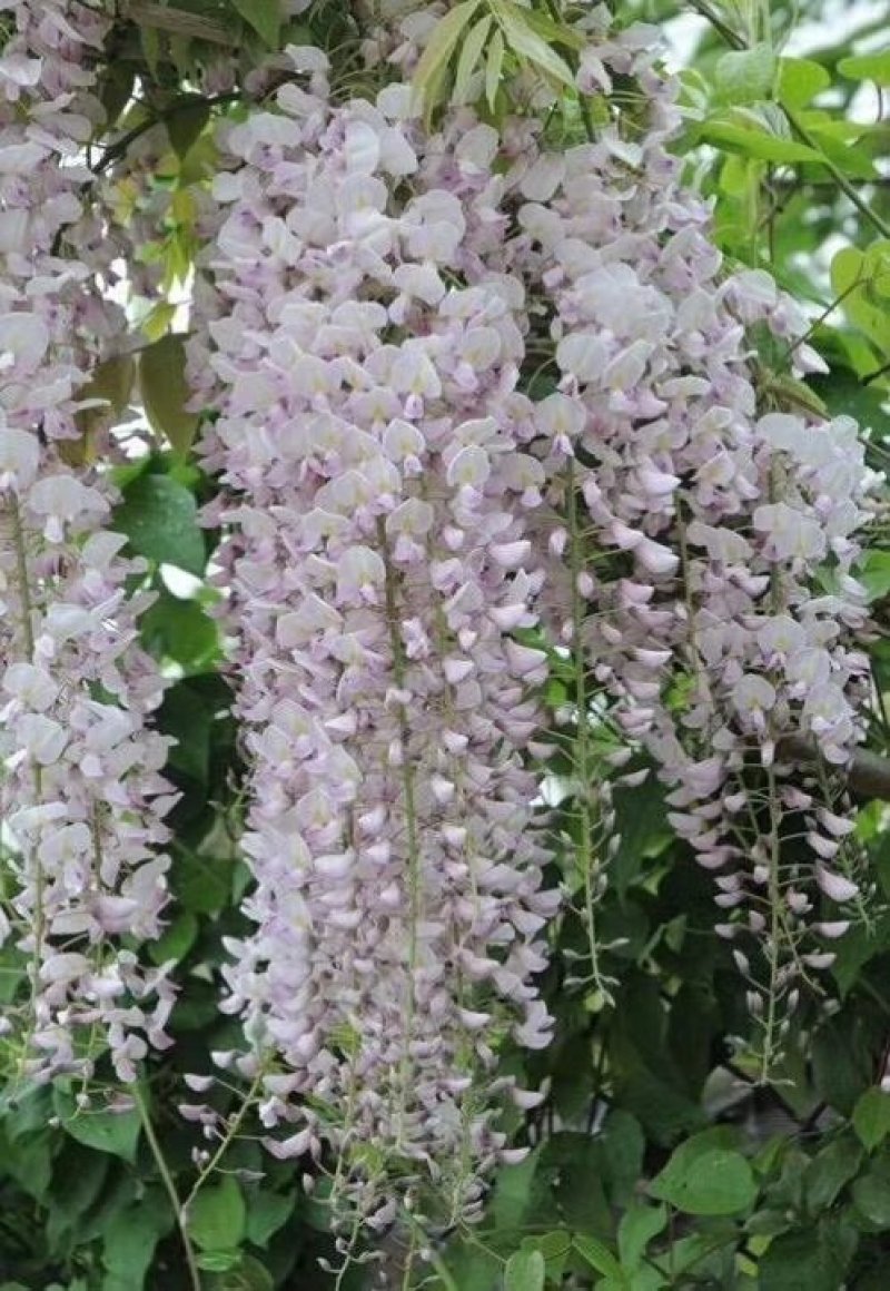 紫藤日本进口多花紫藤嫁接紫藤苗苗圃大量供应