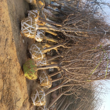 出售10-20公分樱花树，樱花树价格优惠。