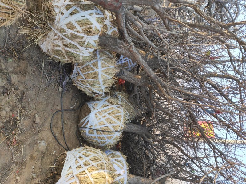 出售10-20公分樱花树，樱花树价格优惠。