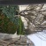 出售10-20公分樱花树，樱花树价格优惠。