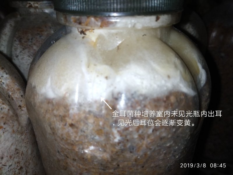 金耳椴木栽培菌种黄金木耳菌种三级菌种预定专拍