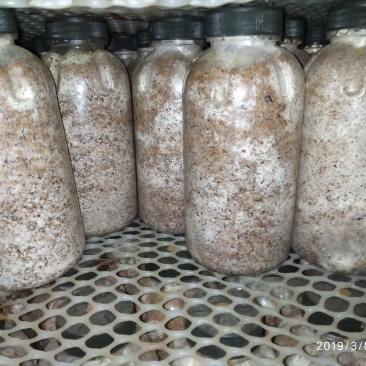 金耳椴木栽培菌种黄金木耳菌种三级菌种预定专拍