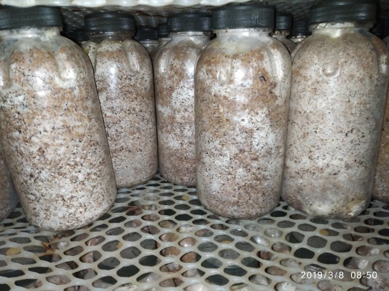 金耳椴木栽培菌种黄金木耳菌种三级菌种预定专拍