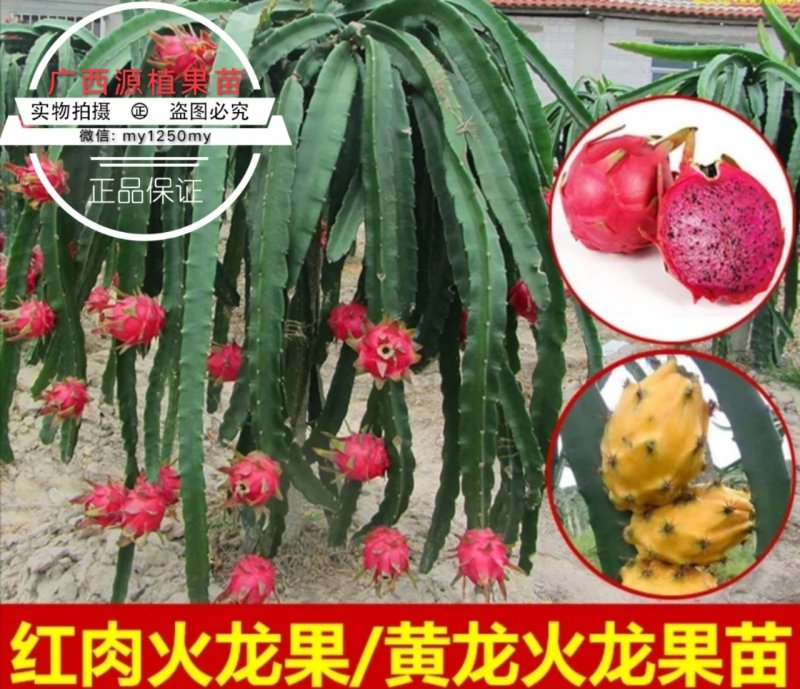 火龙果苗火龙果树苗白红肉火龙果树苗燕窝黄龙火龙苗