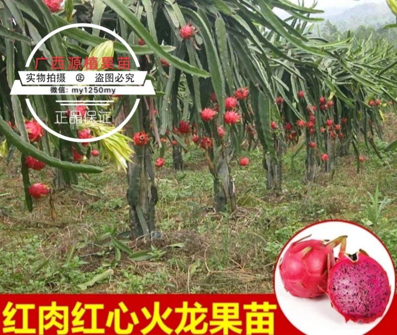 火龙果苗火龙果树苗白红肉火龙果树苗燕窝黄龙火龙苗