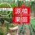 火龙果苗火龙果树苗白红肉火龙果树苗燕窝黄龙火龙苗