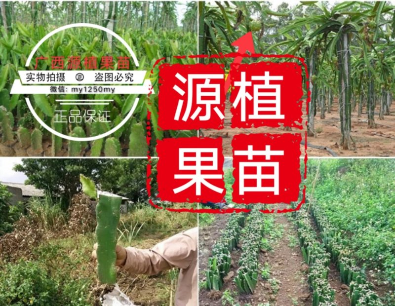 火龙果苗火龙果树苗白红肉火龙果树苗燕窝黄龙火龙苗
