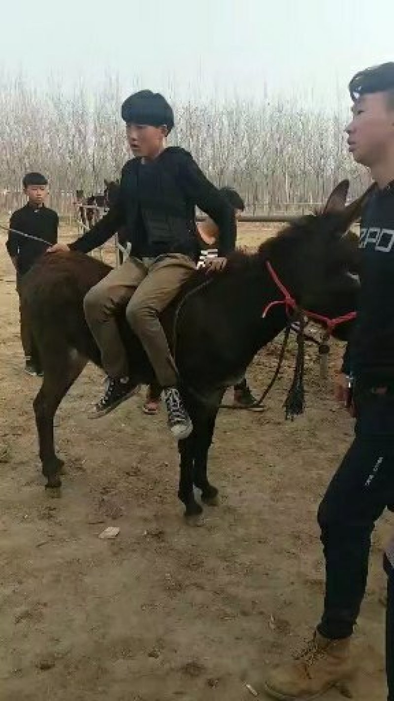矮马，小白龙