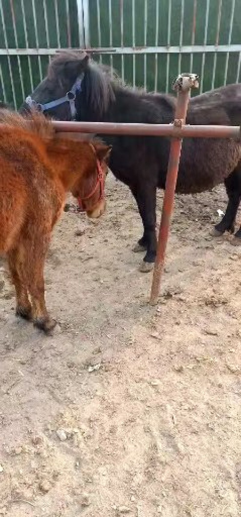 矮马，小白龙