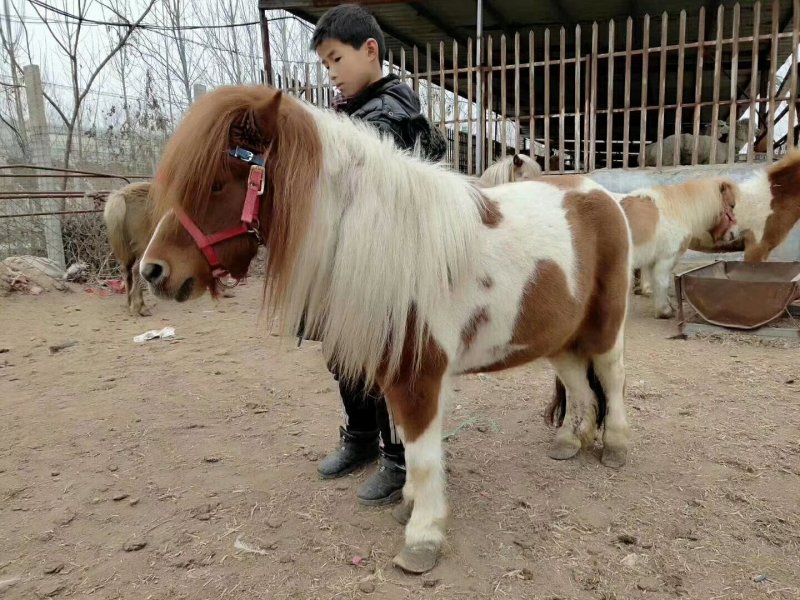 矮马，小白龙