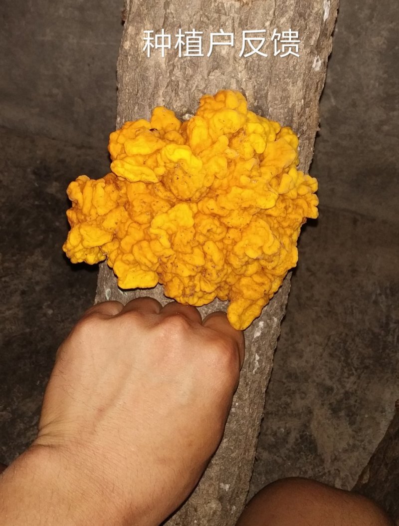 金耳椴木栽培菌种黄金木耳菌种三级菌种预定专拍
