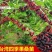桑树苗四季长果桑树苗无籽大果桑苗地栽盆果当年结果