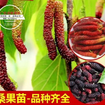 桑树苗四季长果桑树苗无籽大果桑苗地栽盆果当年结果