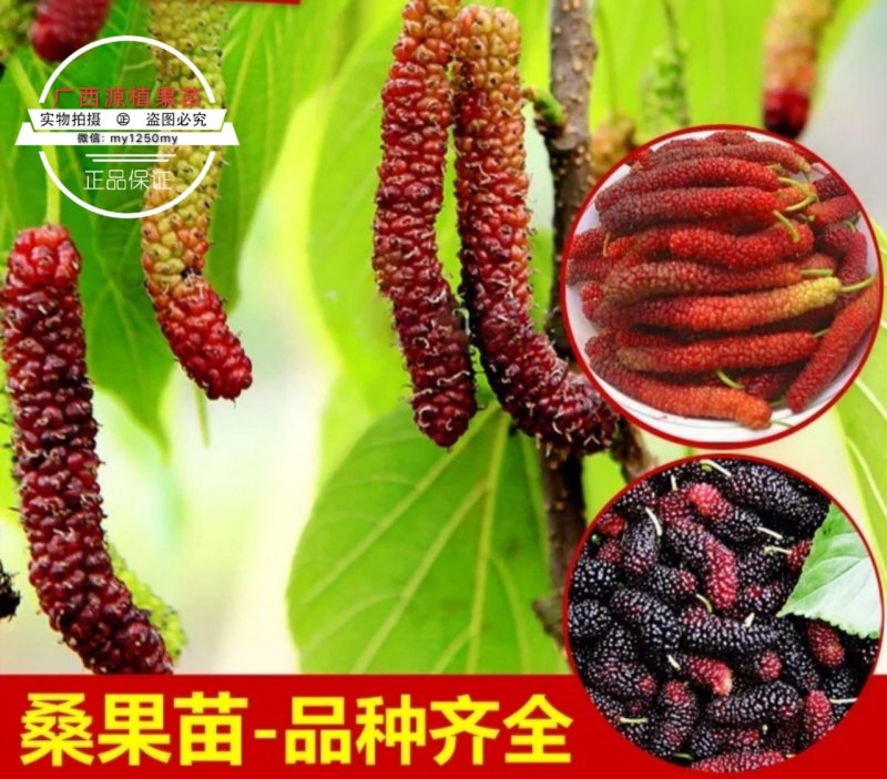 桑树苗四季长果桑树苗无籽大果桑苗地栽盆果当年结果