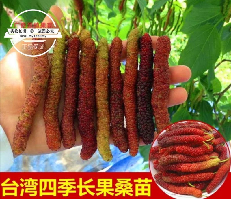 桑树苗四季长果桑树苗无籽大果桑苗地栽盆果当年结果