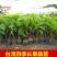 长果桑树苗无籽大十桑葚苗地栽