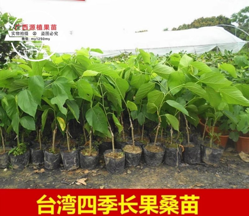 长果桑树苗无籽大十桑葚苗地栽