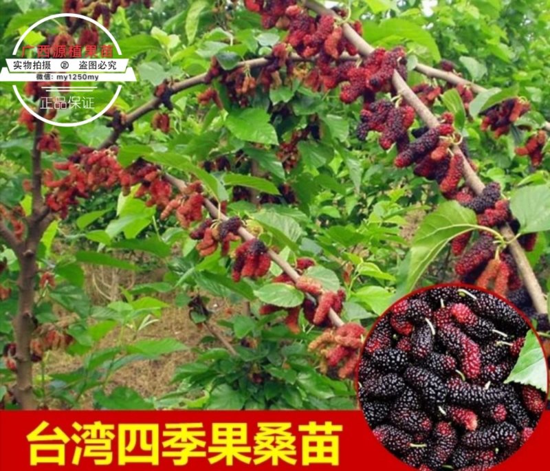 长果桑树苗无籽大十桑葚苗地栽
