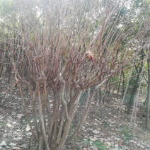 紫荆