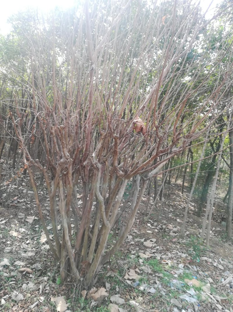 紫荆