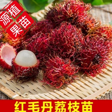 红毛丹树苗盆栽地栽嫁接改良毛荔枝水果树苗当年结果红毛丹苗