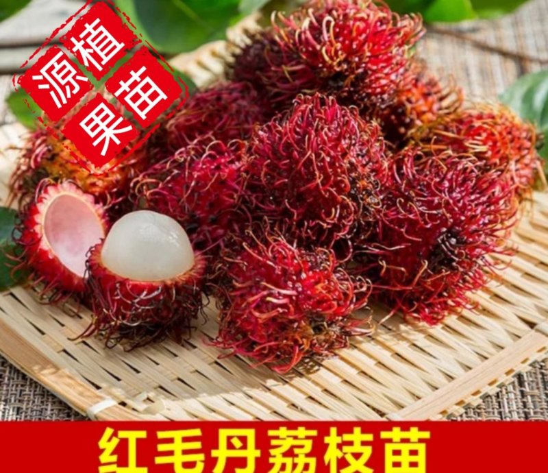 红毛丹树苗盆栽地栽嫁接改良毛荔枝水果树苗当年结果红毛丹苗