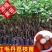 红毛丹树苗盆栽地栽嫁接改良毛荔枝水果树苗当年结果红毛丹苗