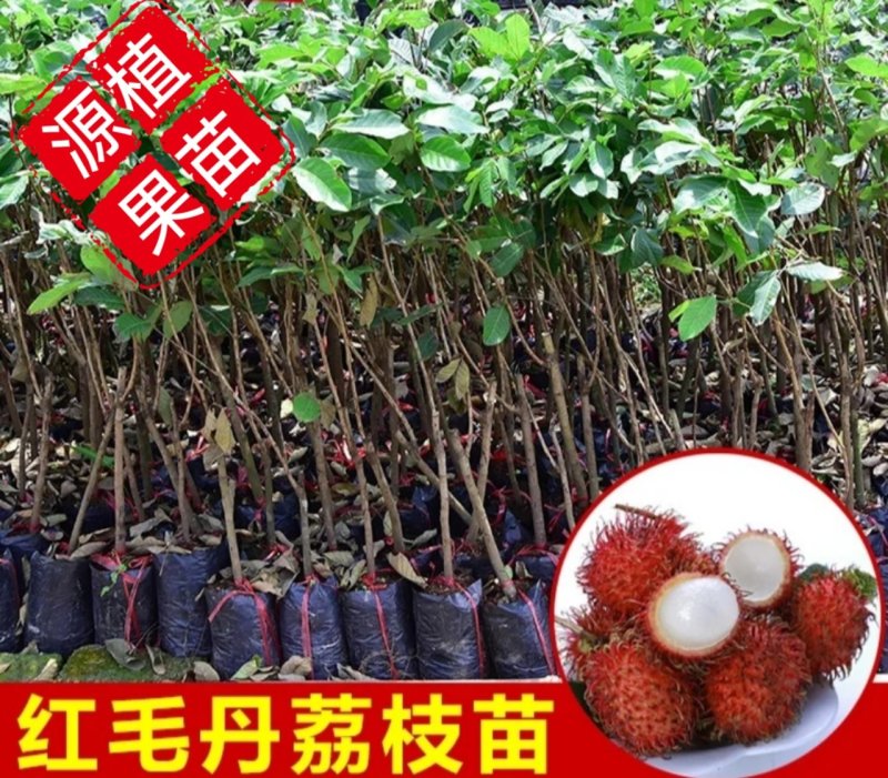 红毛丹树苗盆栽地栽嫁接改良毛荔枝水果树苗当年结果红毛丹苗