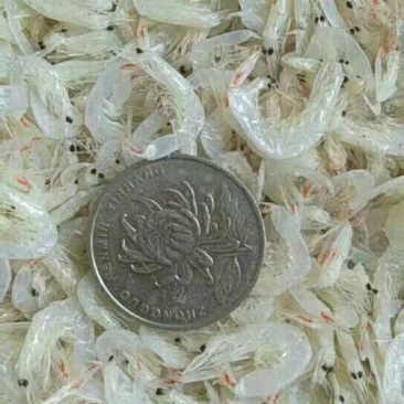 虾皮