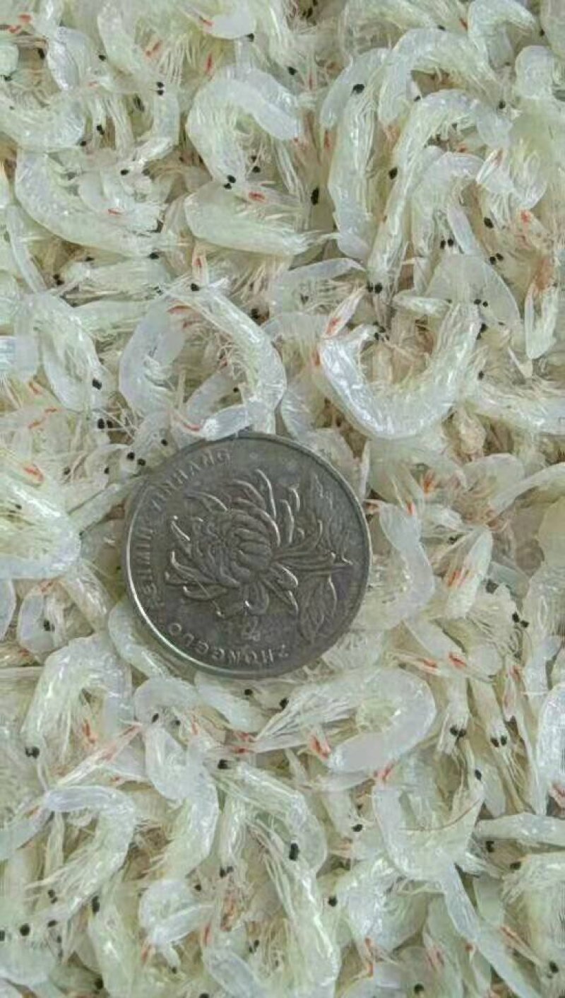 虾皮