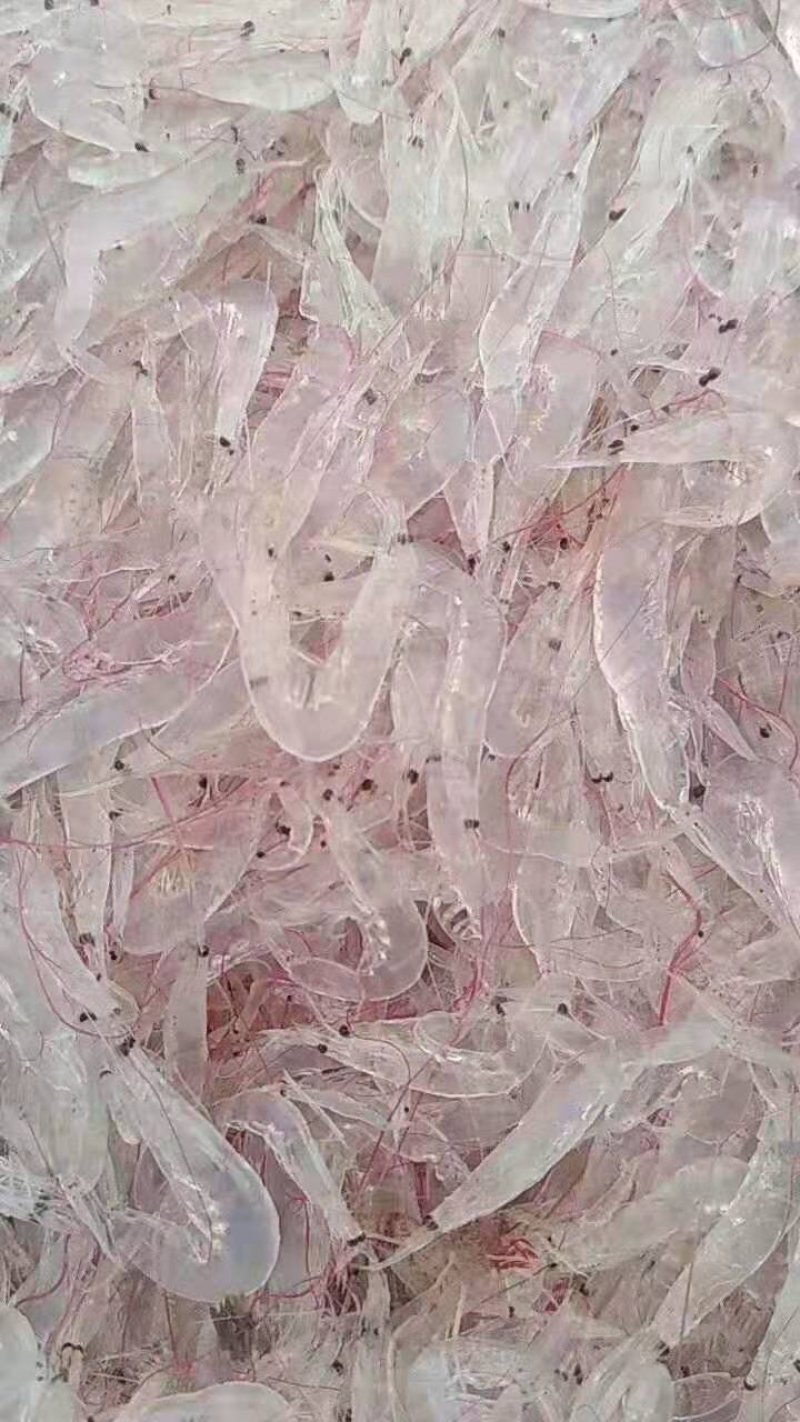 虾皮