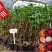 红毛丹树苗盆栽地栽嫁接改良毛荔枝水果树苗当年结果红毛丹苗