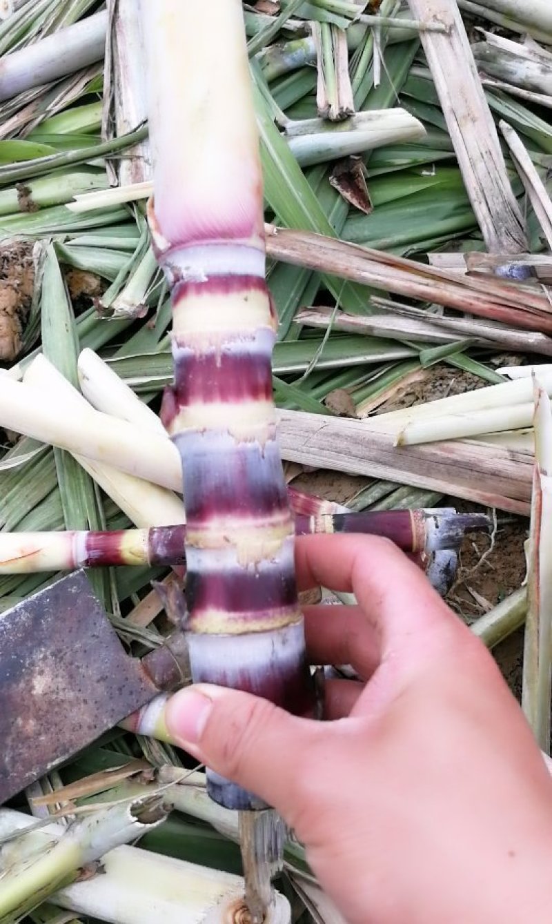 黑皮甘蔗苗技术指导视频教学种植甘蔗种子