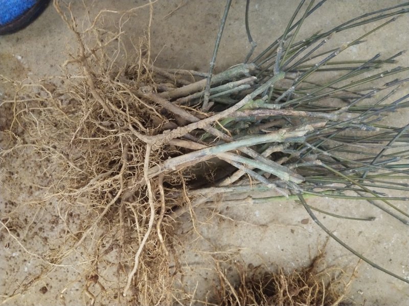 基地直销吴茱萸树苗，正宗江西中花吴茱萸扦插苗吴茱萸枝条