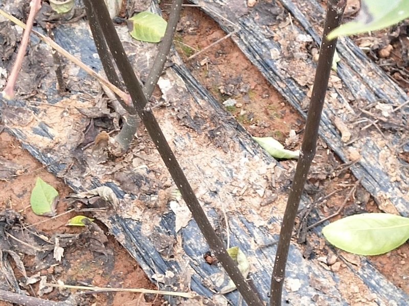 基地直销吴茱萸树苗，正宗江西中花吴茱萸扦插苗吴茱萸枝条