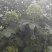 基地直销吴茱萸树苗，正宗江西中花吴茱萸扦插苗吴茱萸枝条