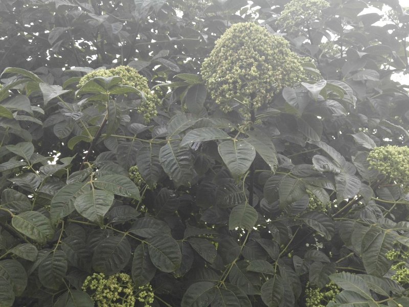 基地直销吴茱萸树苗，正宗江西中花吴茱萸扦插苗吴茱萸枝条